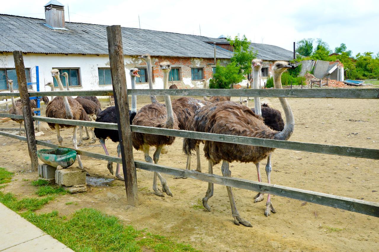 Zatishok Bilya Richky Villa Pilipets Dış mekan fotoğraf